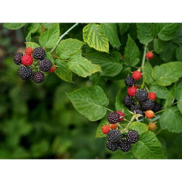 BÄRBUSKE SVART HALLON BLACK JEWEL KRUKODLAD 3-PACK