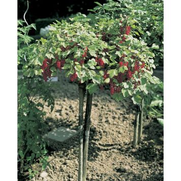 BÄRBUSKE RÖDA VINBÄR ROLAN UPPSTAMMAD KRUKODLAD 3-PACK