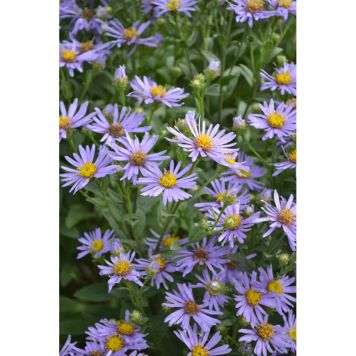 PERENN BRITTSOMMARASTER AXEL TALLNER 3-PACK