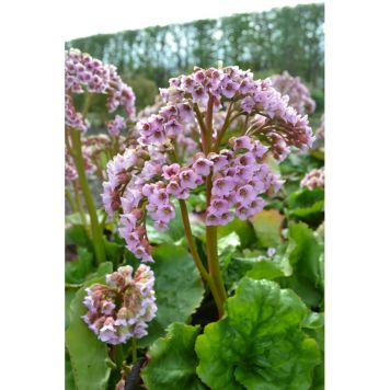 PERENN HJÄRTBERGENIA MÖJA 6-PACK