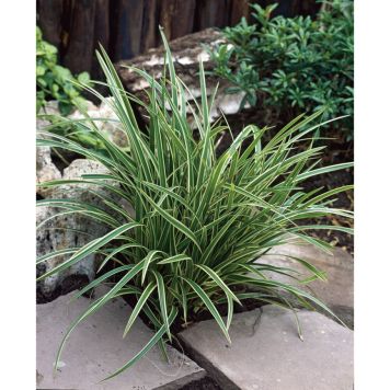 PERENN JAPANSK STARR ICE DANCE 6-PACK