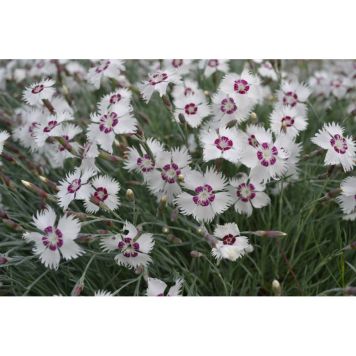 PERENN FJÄDERNEJLIKA MARIEBERG 6-PACK