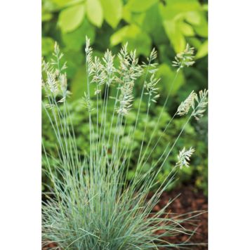 PERENN BLÅSVINGEL ELIJAH BLUE 15-PACK