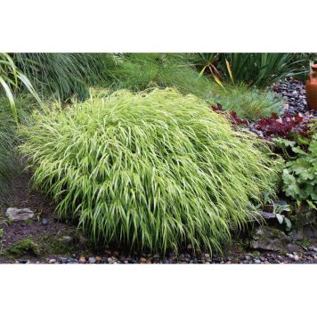 PERENN HAKONEGRÄS 6-PACK