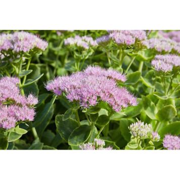 PERENN KINESISK KÄRLEKSÖRT GRANLUNDA 3-PACK