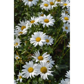 PERENN JÄTTEPRÄSTKRAGE BRÖLLOPSGÅVAN 6-PACK