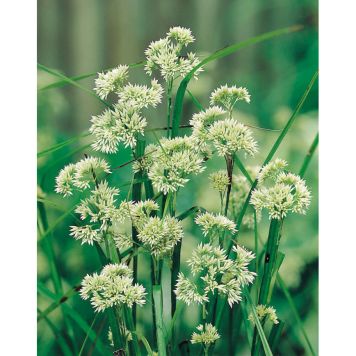 PERENN SILVERFRYLE 3-PACK