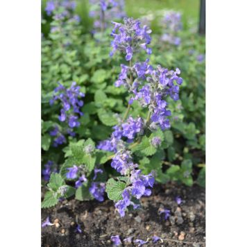 PERENN BERGNEPETA LINGHEM 3-PACK
