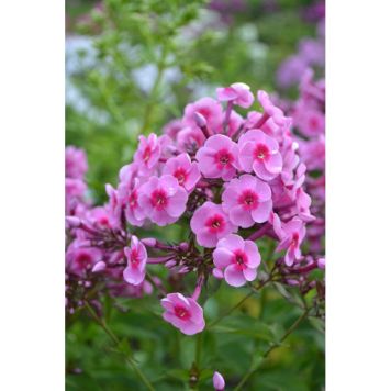 PERENN HÖSTFLOX MORFAR ALBERT 3-PACK