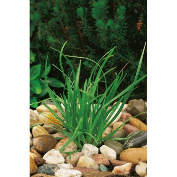 PERENN VÅRÄLVÄXING 6-PACK