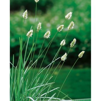 PERENN GLANSÄLVÄXING 6-PACK