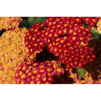 PERENN RÖLLIKA PAPRIKA 15-PACK