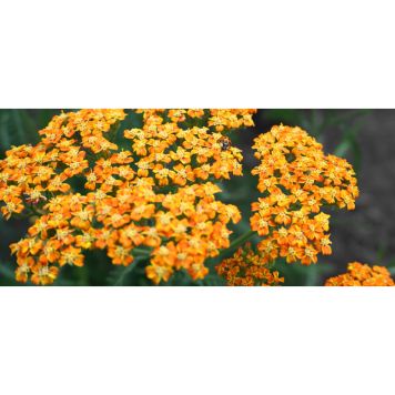 PERENN RÖLLIKA TERRACOTTA 15-PACK