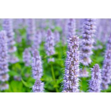 PERENN ANISÖRT BLUE FORTUNE 15-PACK