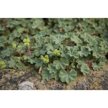 PERENN RÖDSKAFTIG DAGGKÅPA 15-PACK