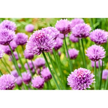 PERENN TRÄDGÅRDSKANTLÖK MILLENIUM 3-PACK