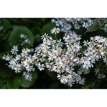 PERENN VIT SKOGSASTER 15-PACK