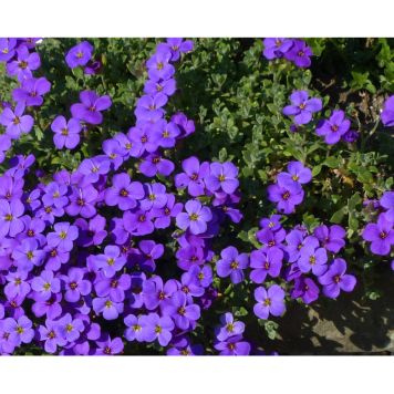 PERENN AUBRIETA BLAUMEISE 6-PACK