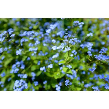 PERENN KAUKASISK FÖRGÄTMIGEJ JACK FROST 6-PACK