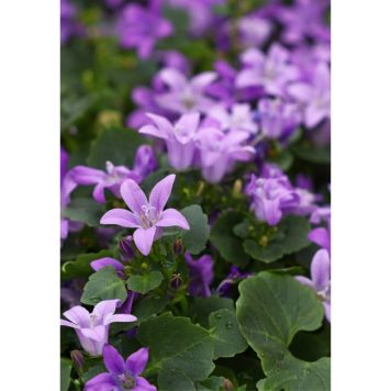 PERENN MURKLOCKA 15-PACK