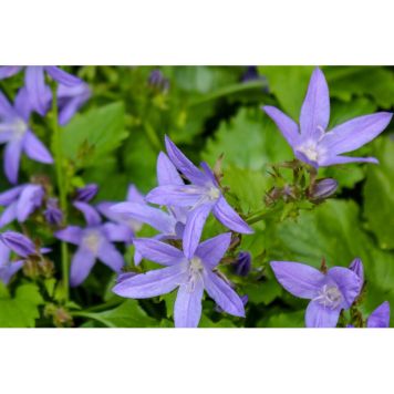 PERENN STJÄRNKLOCKA STELLA 15-PACK