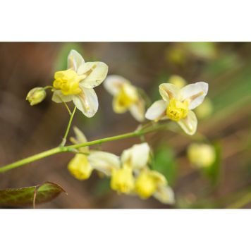 PERENN BLEKGUL SOCKBLOMMA SULPHUREUM 6-PACK