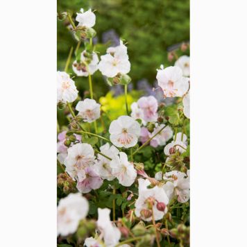 PERENN LITEN FLOCKNÄVA ST. OLA 15-PACK