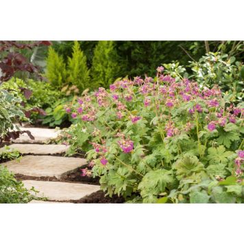 PERENN FLOCKNÄVA INGWERSENS VARIETY 6-PACK