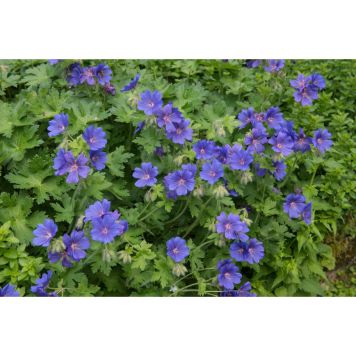 PERENN KUNGSNÄVA 6-PACK