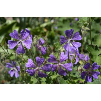 PERENN NÄTNÄVA PHILIPPE VAPELL 15-PACK