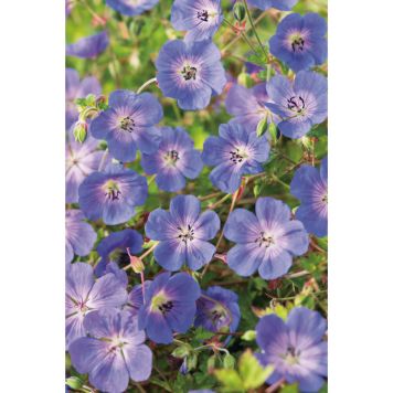 PERENN TRÄDGÅRDSNÄVA ROZANNE 6-PACK