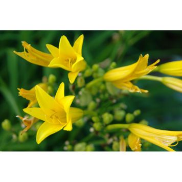 PERENN BLEKGUL DAGLILJA 3-PACK