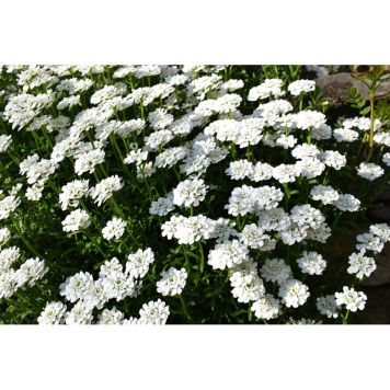 PERENN VINTERIBERIS SCHNEEFLOCKE 15-PACK