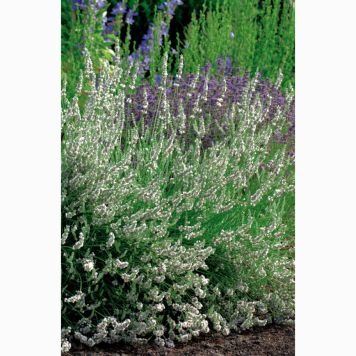 PERENN LAVENDEL EDELWEISS 6-PACK