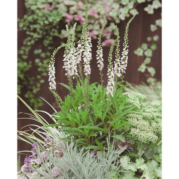 PERENN BÄCKLYSING AUTUMN SNOW 15-PACK