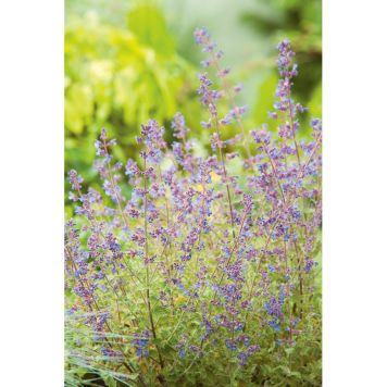 PERENN KANTNEPETA KIT CAT 6-PACK