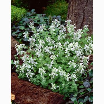 PERENN BERGNEPETA SNOWFLAKE 15-PACK