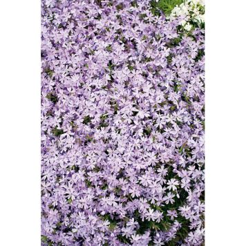 PERENN MOSSFLOX EMERALD CUSHION BLUE 15-PACK