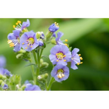 PERENN BLÅGULL HUMILE 15-PACK