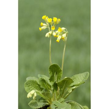 PERENN GULLVIVA 6-PACK