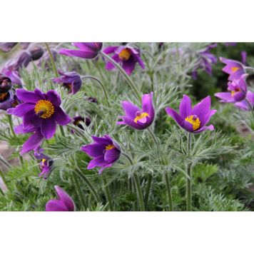 PERENN BACKSIPPA 6-PACK