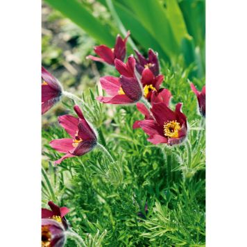 PERENN BACKSIPPA RÖDE KLOKKE 6-PACK