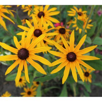 PERENN STRÅLRUDBECKIA GOLDSTURM 6-PACK