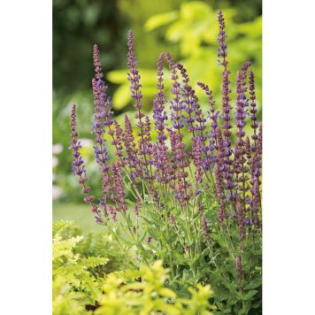 PERENN STÄPPSALVIA BLAUKÖNIGIN 6-PACK