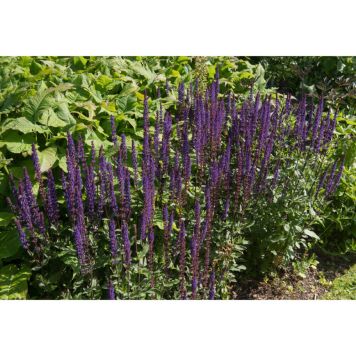 PERENN STÄPPSALVIA MAINACHT 6-PACK