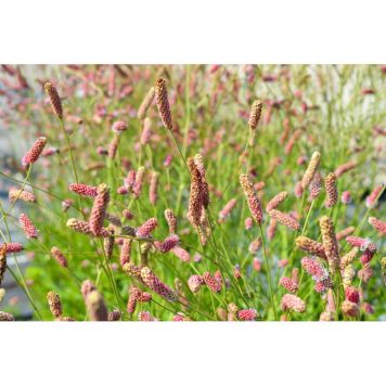 PERENN BLODTOPP PINK TANNA 6-PACK