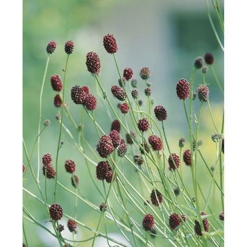 PERENN BLODTOPP TANNA 6-PACK