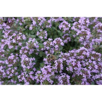 PERENN GRÅTIMJAN 6-PACK