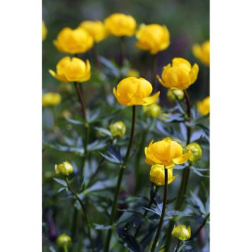 PERENN SMÖRBOLL 6-PACK