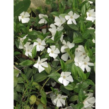 PERENN VINTERGRÖNA ALBA 15-PACK